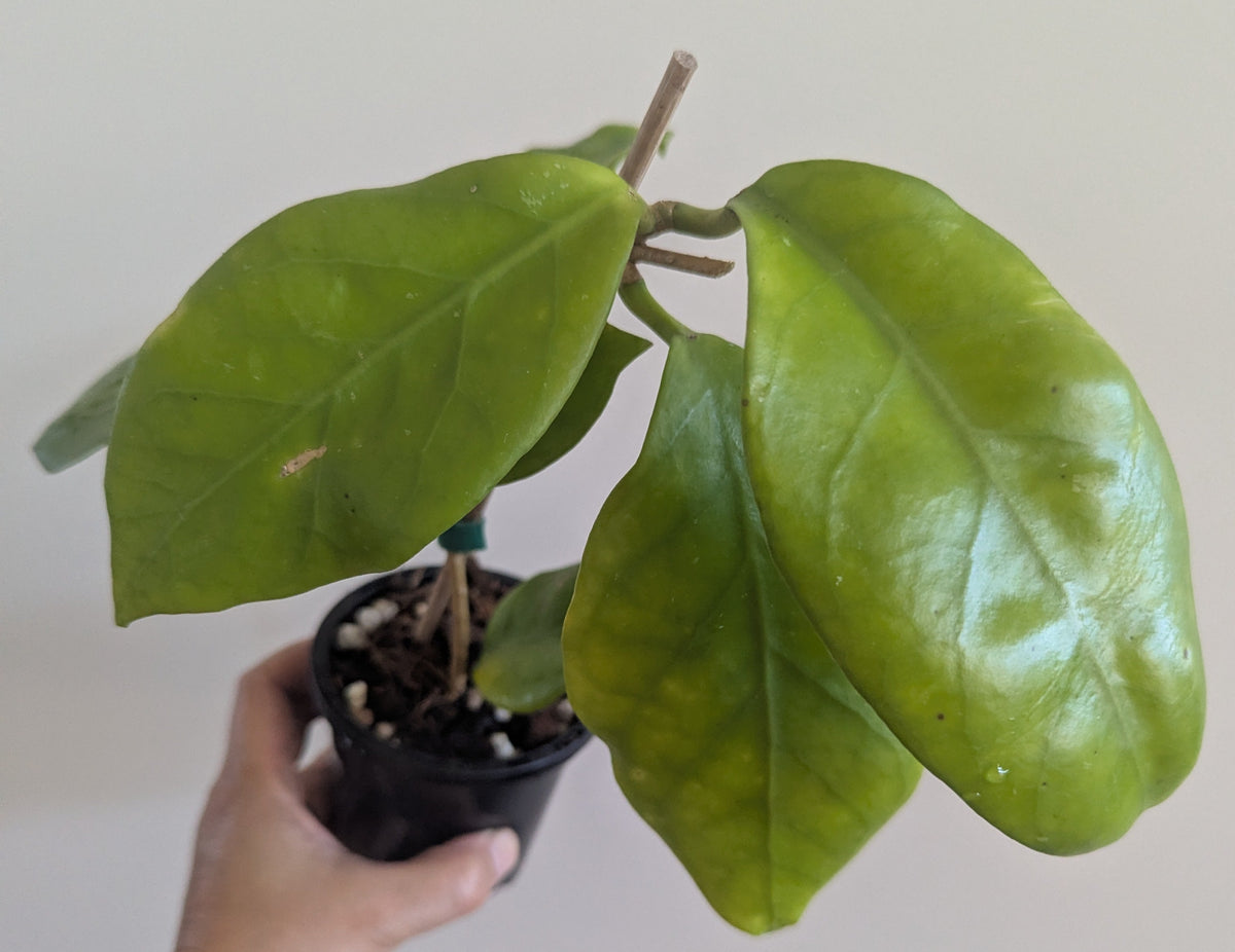 Hoya arnottiana Sikkim IML1367