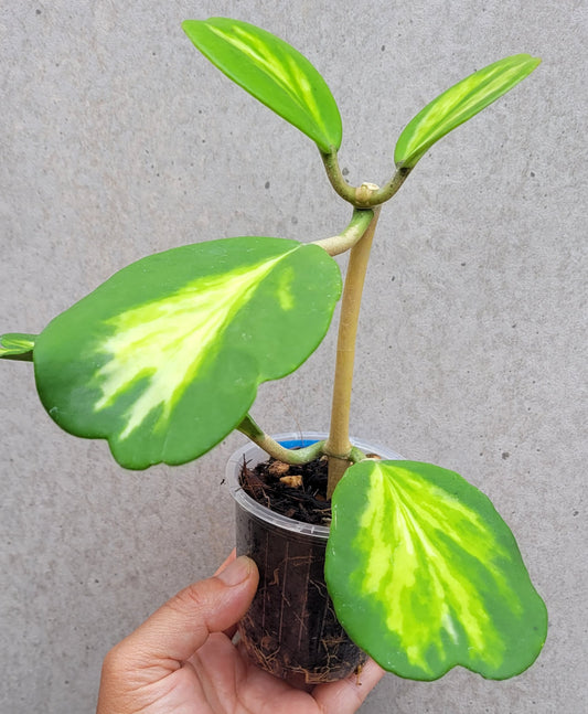 Hoya kerrii variegata 'Speckles'