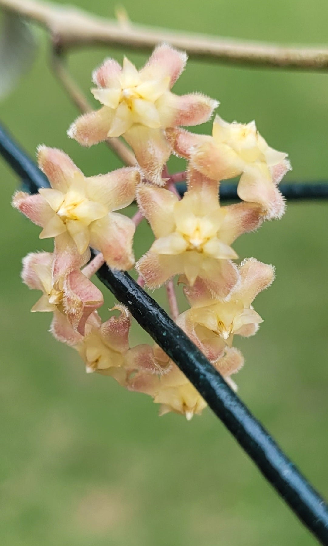 Hoya erythrina