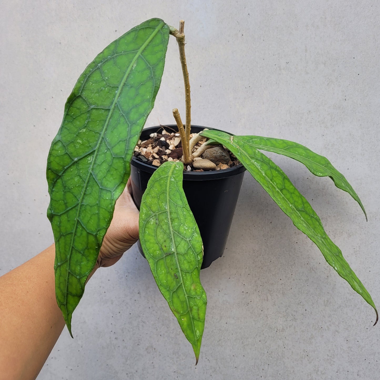 Hoya clemensiorum Sabah IML1752