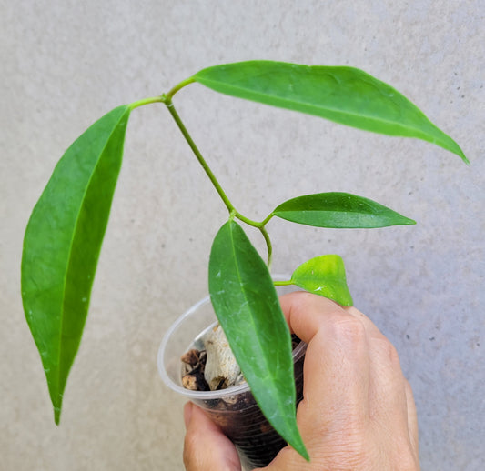 Hoya chlorantha IML1352