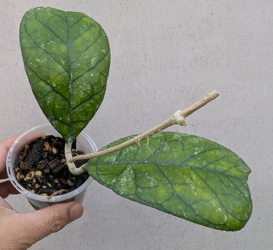 Hoya deykeae Sumatra IML1185