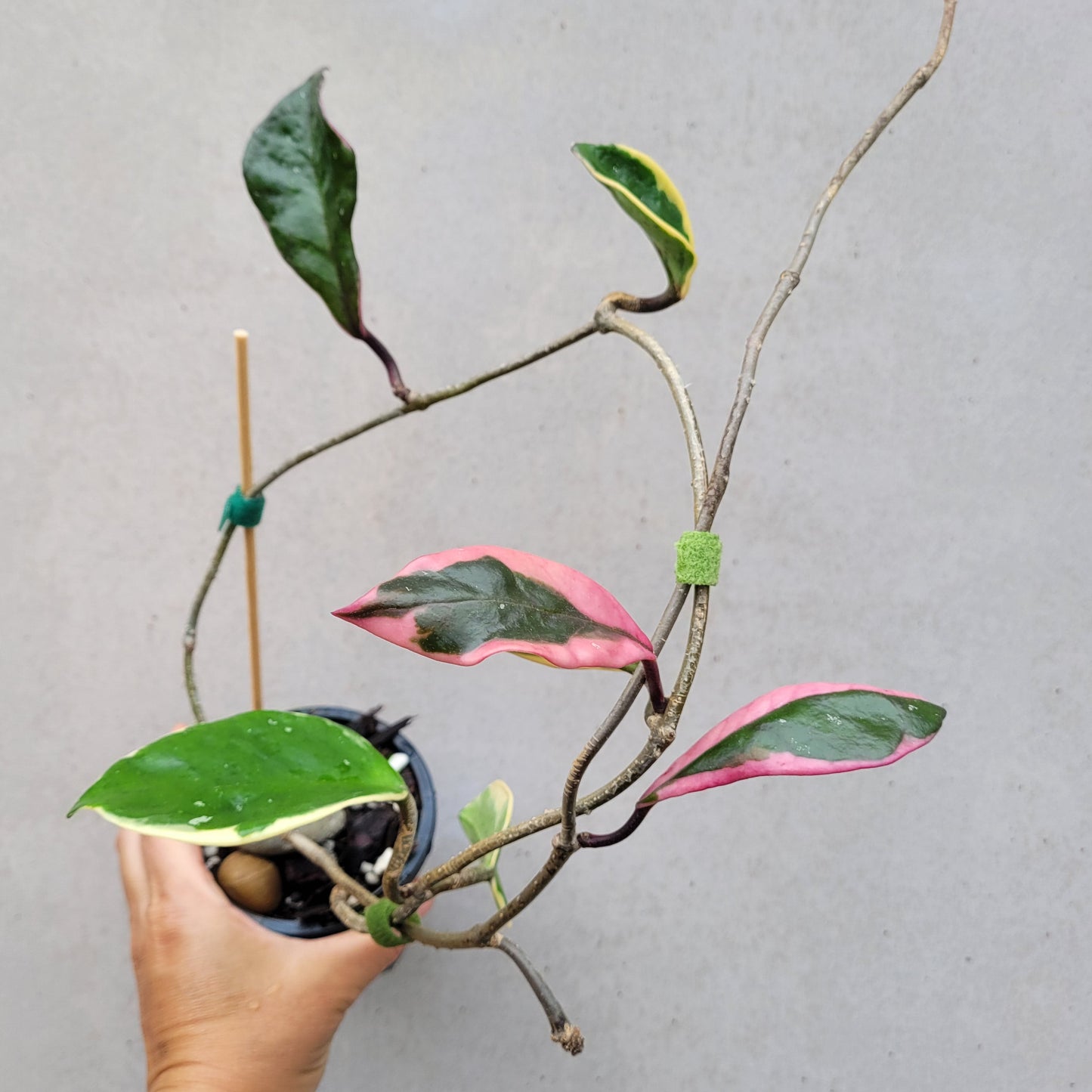 Hoya carnosa variegated 'Purple Pride'