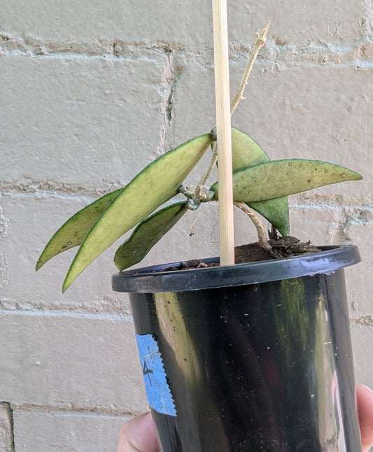 Hoya flagellata gold