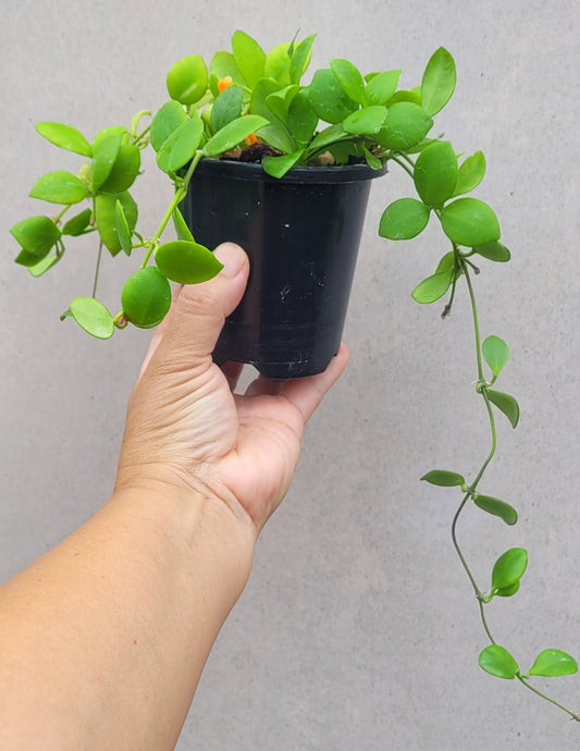 Hoya heuschkeliana pink (multiplanted)