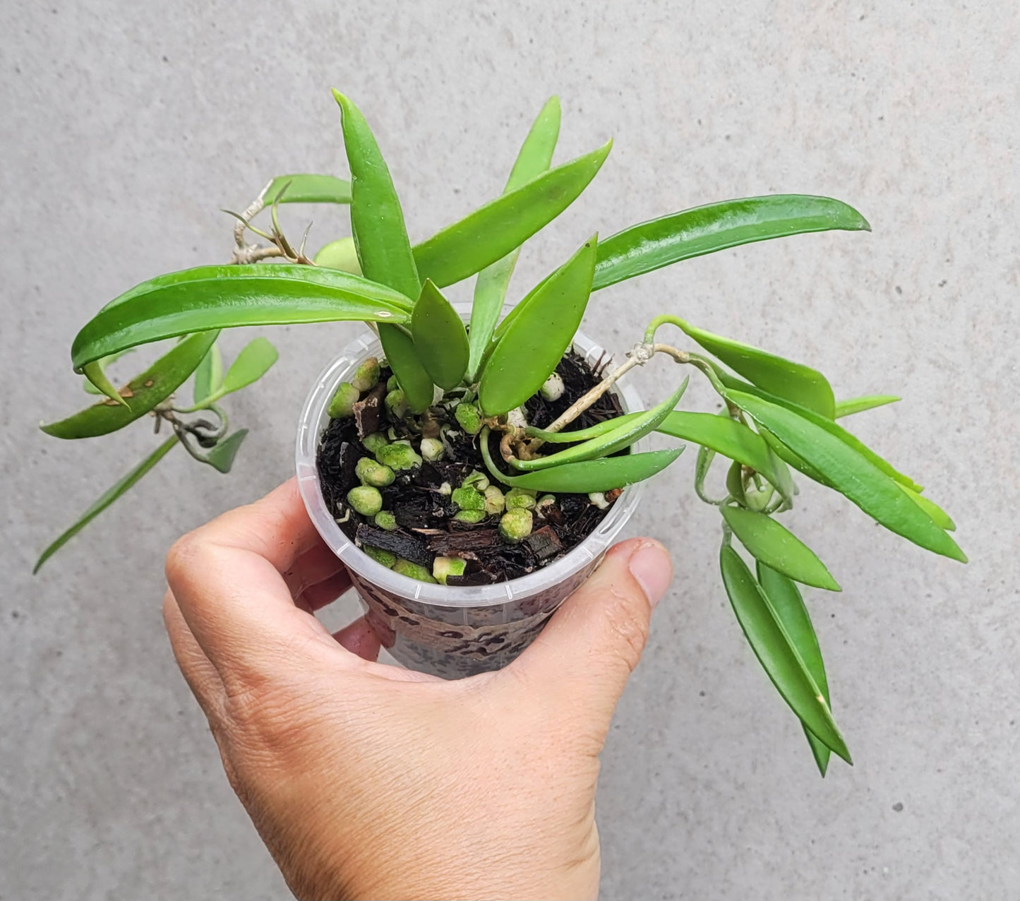 Hoya aff. kentiana Philippines IML0834 (prev h. angustifolia)