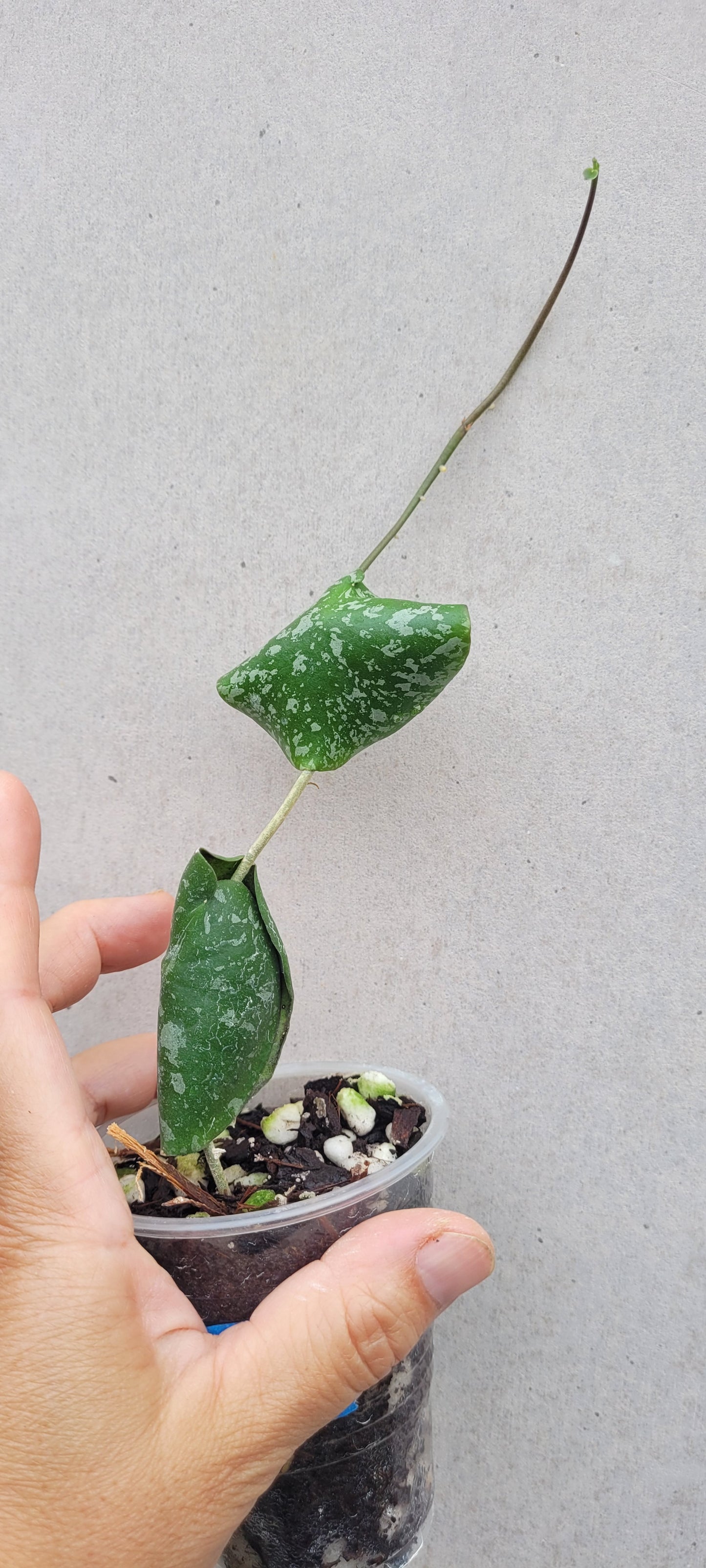 Hoya imbricata