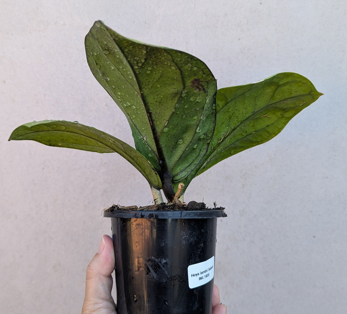 Hoya lambii Sabah IML1800