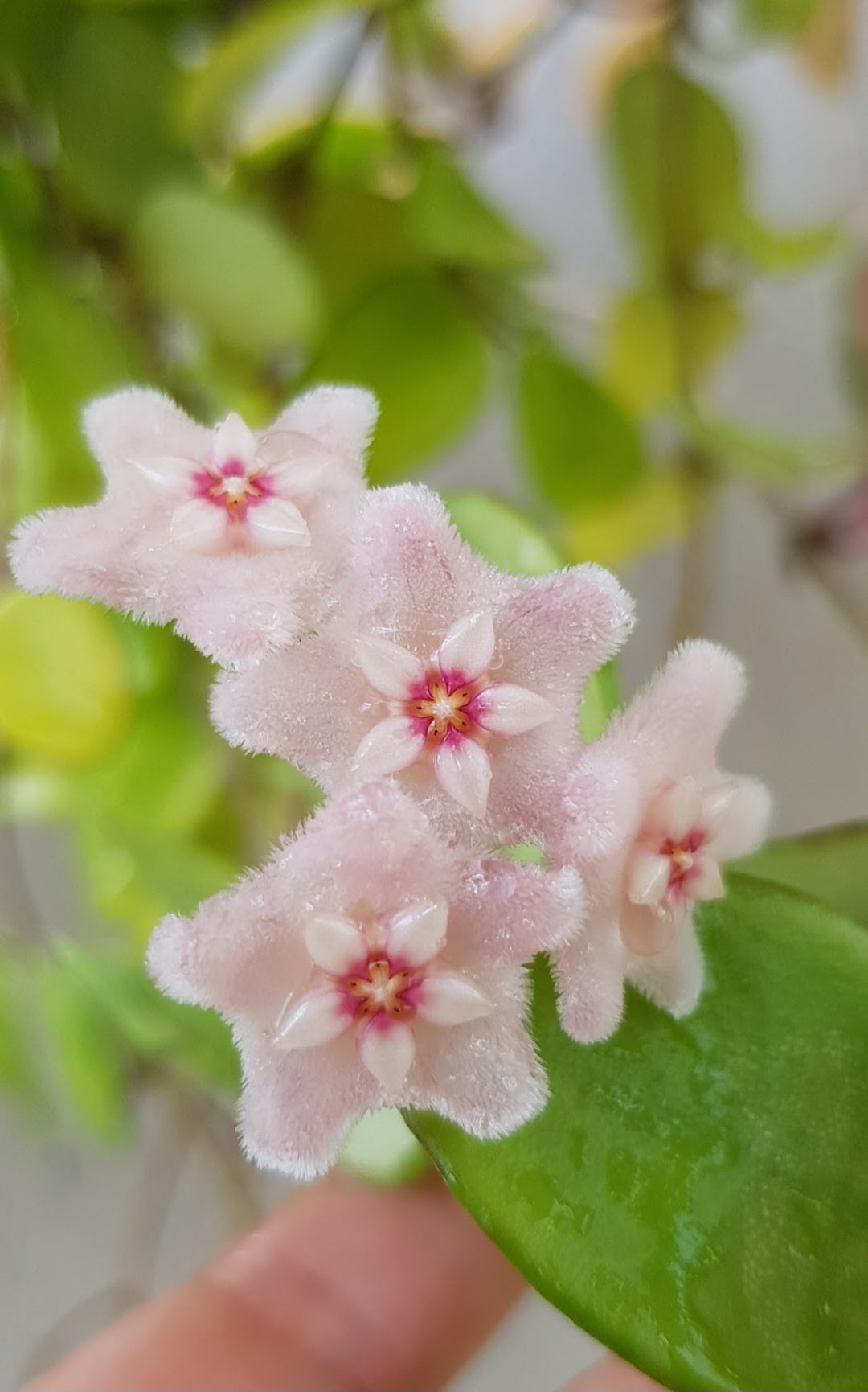 Hoya 'Mathilde' hybrid cross (hoya carnosa X hoya serpens)- Mature Large Plant