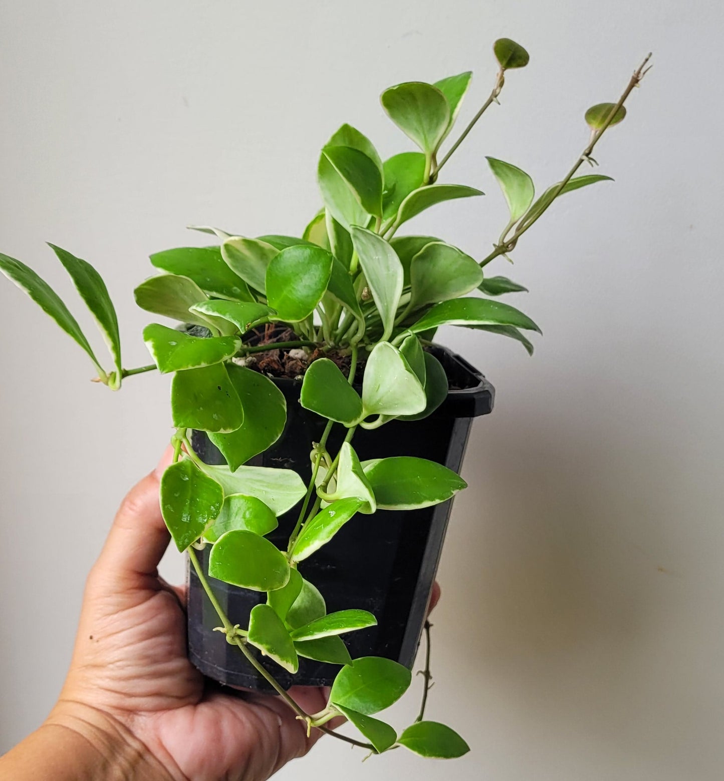 Hoya heuschkeliana albomarginata
