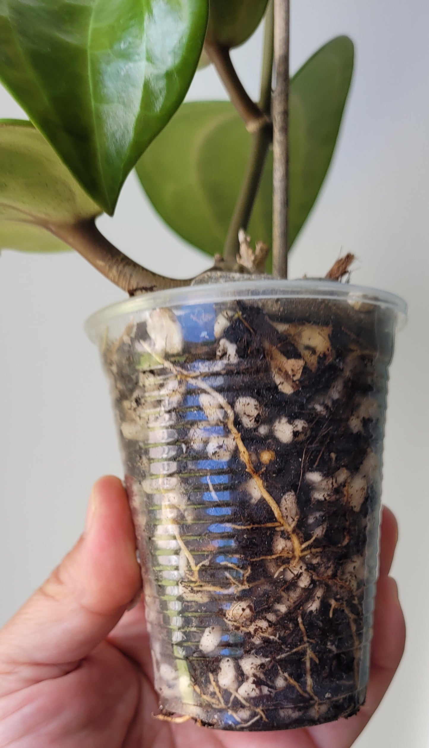 Hoya latifolia IML1590 (prev aff clandestina)