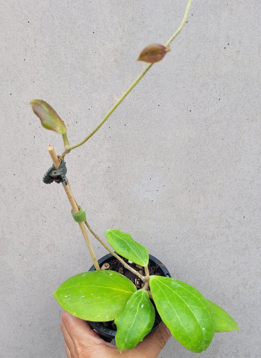 Hoya dolichosparte Sulawesi IML1377