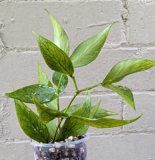Hoya polyneura (double planted)