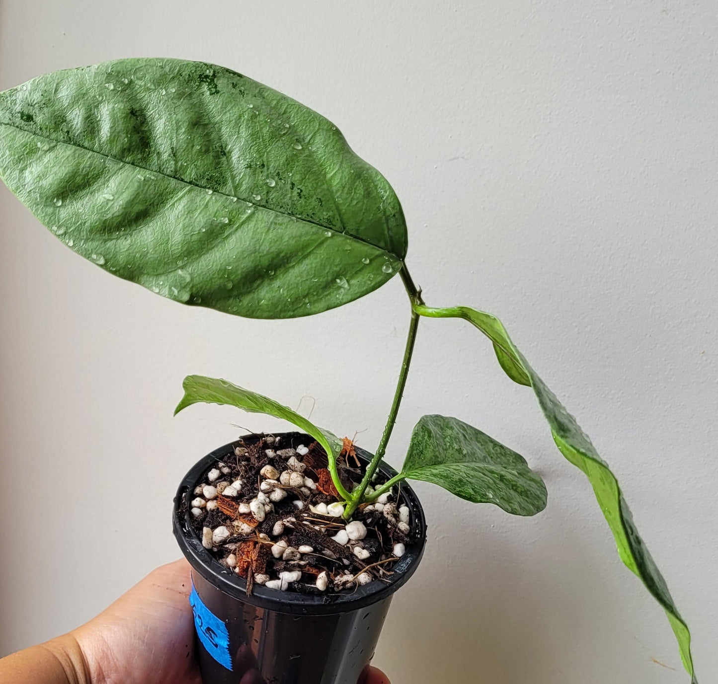 Hoya coriacea Silver