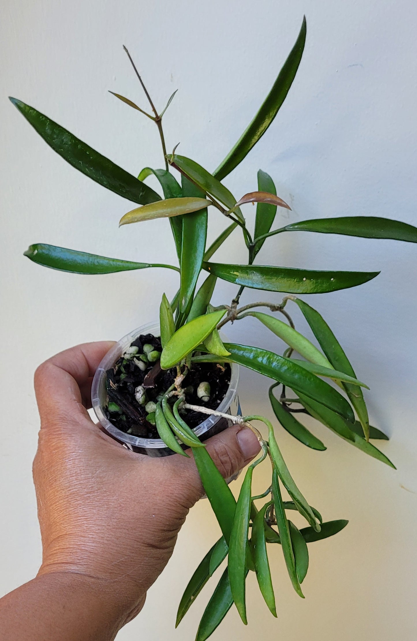 Hoya aff. kentiana Philippines IML0834 (angustifolia) Double planted