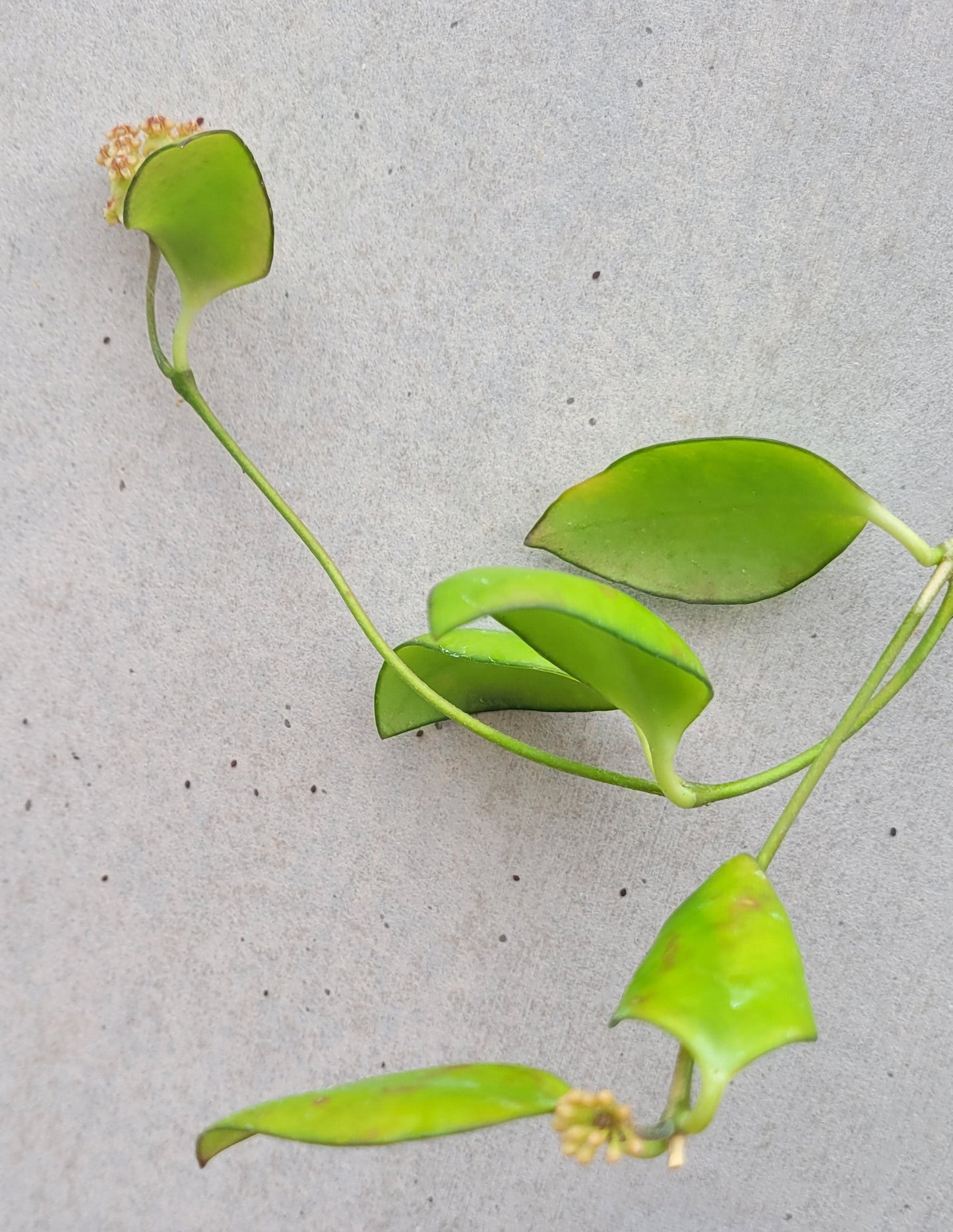 Hoya myrmecopa Sulawesi IML1377