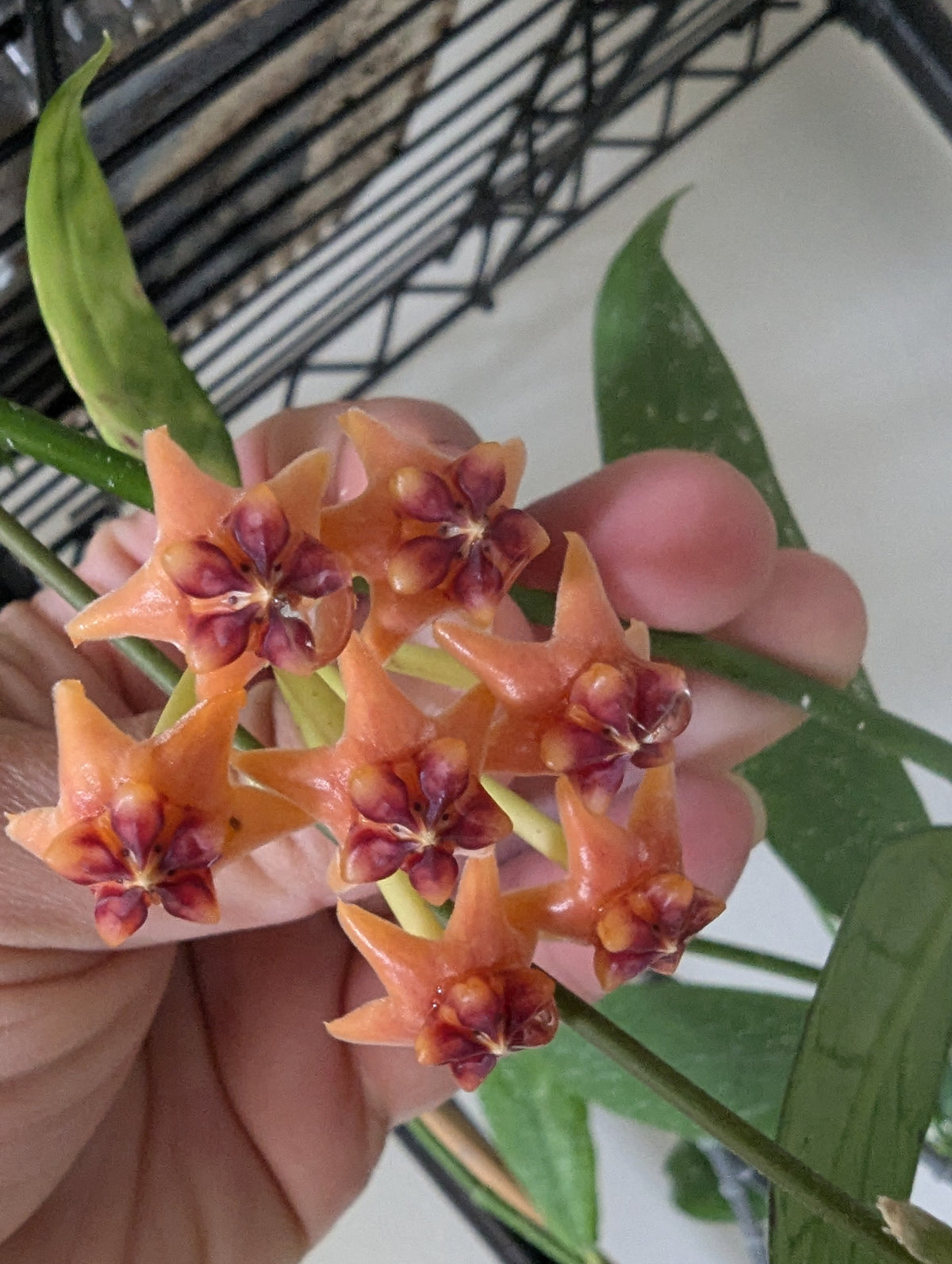Hoya lobbii Thailand IML1524 - Orange flowers