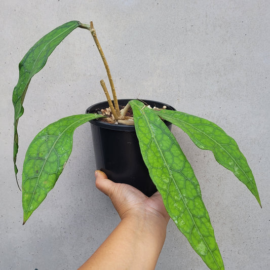 Hoya clemensiorum Sabah IML1752