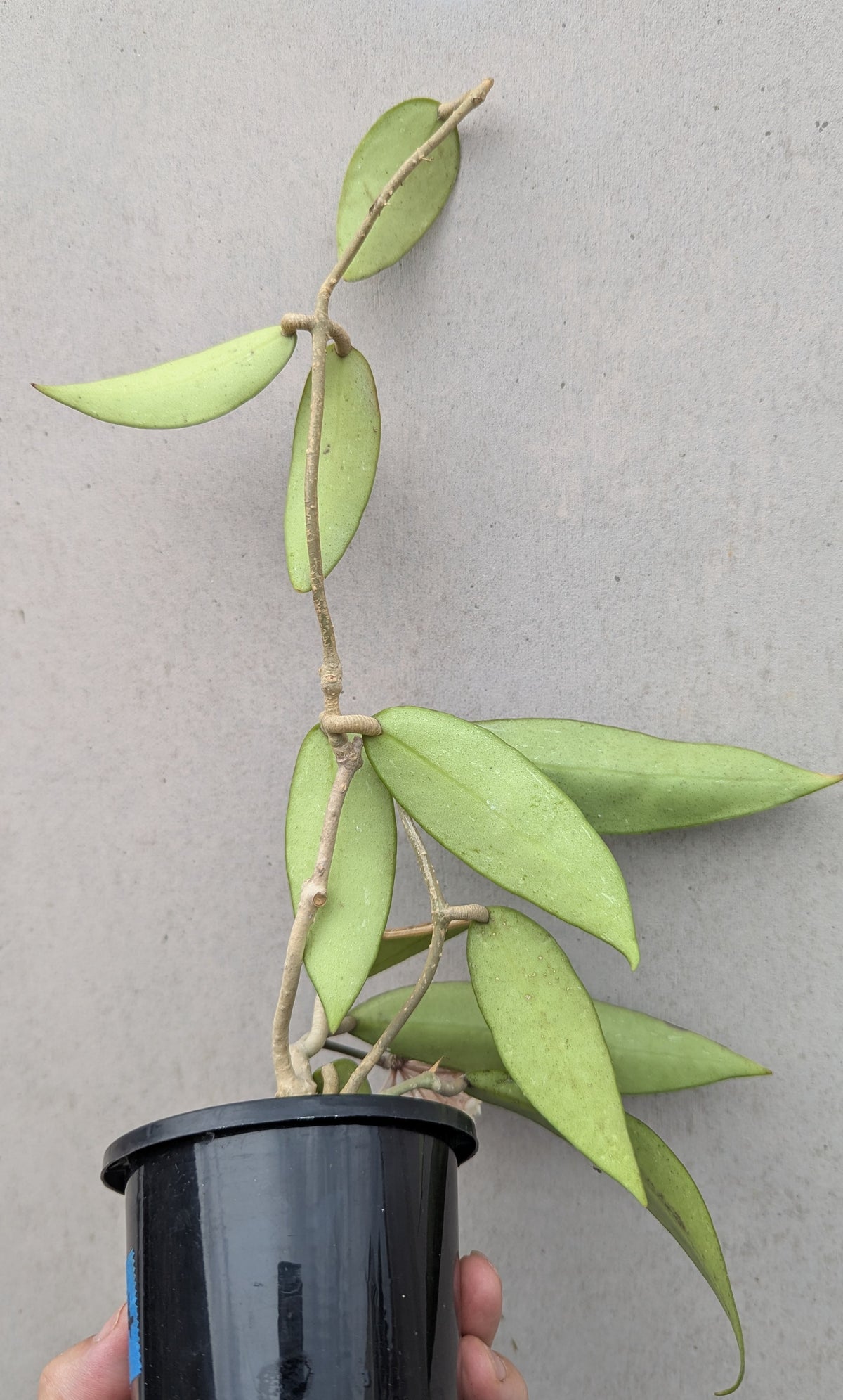 Hoya verticillata pink (prev acuta pink)