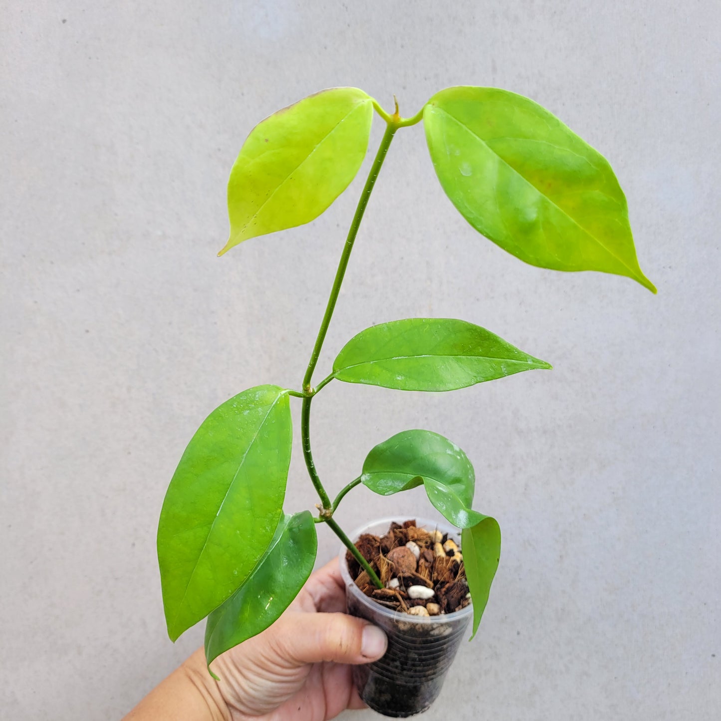 Hoya coriacea Malaysia IML0716