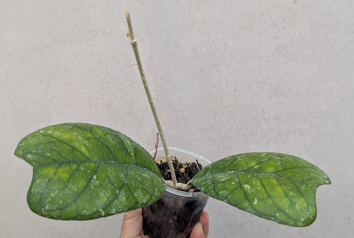Hoya deykeae Sumatra IML1185