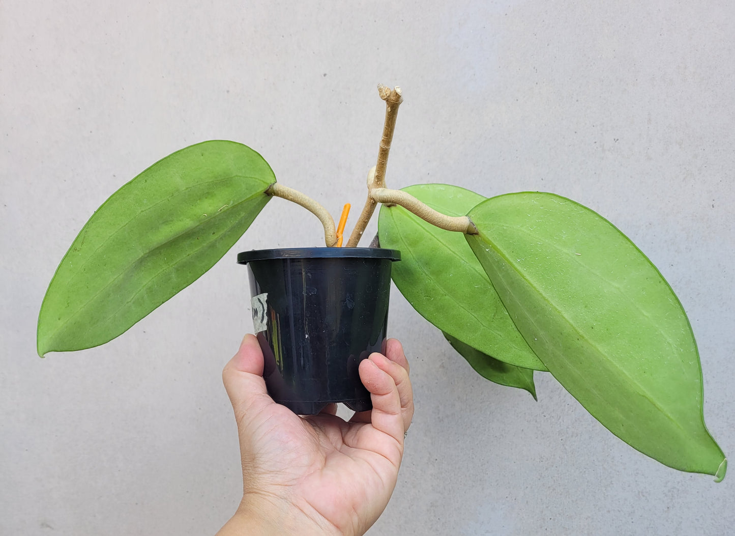 Hoya latifolia West Java IML1181 (formerly h. tjadasmalangensis)