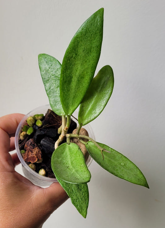 Hoya 'Silver Lady Dy'