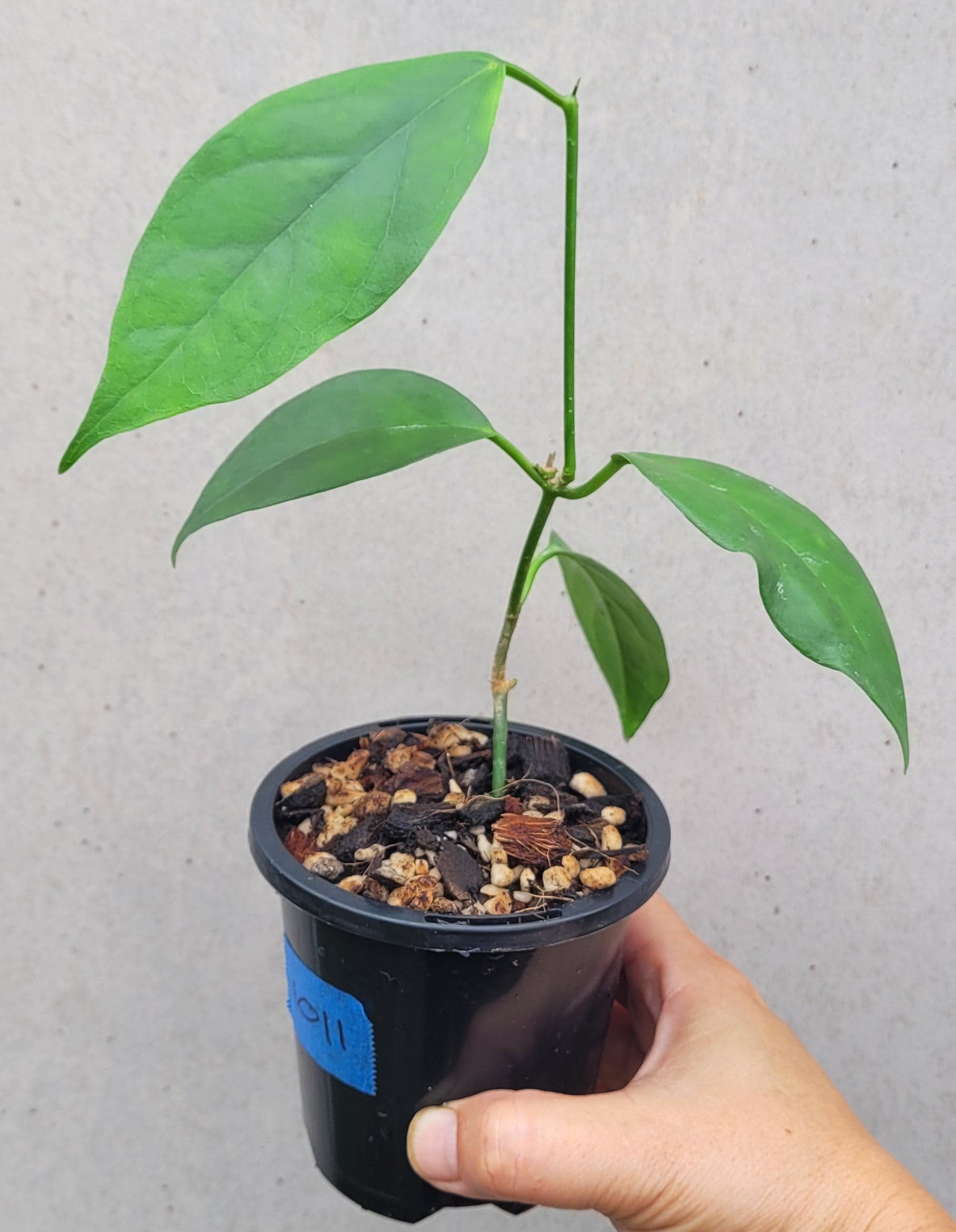 Hoya coriacea Malaysia IML0716