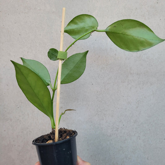 Hoya nabawanensis Malaysia IML0078