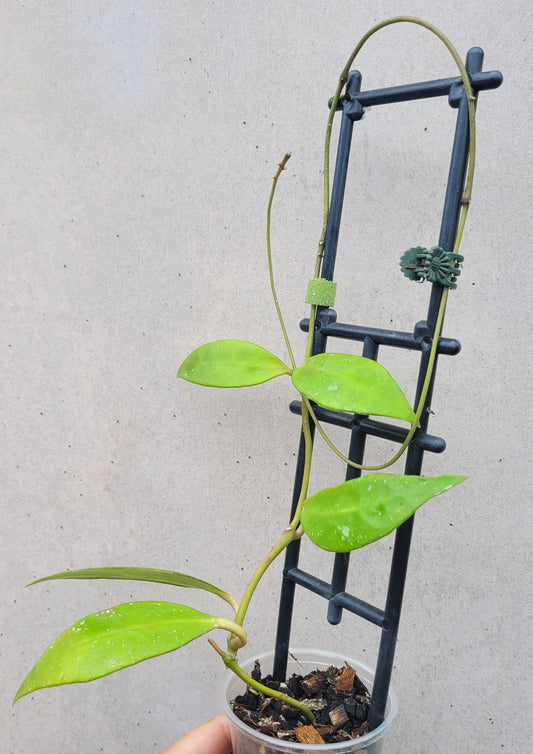 Hoya aff plicata Malay Peninsula IML1566