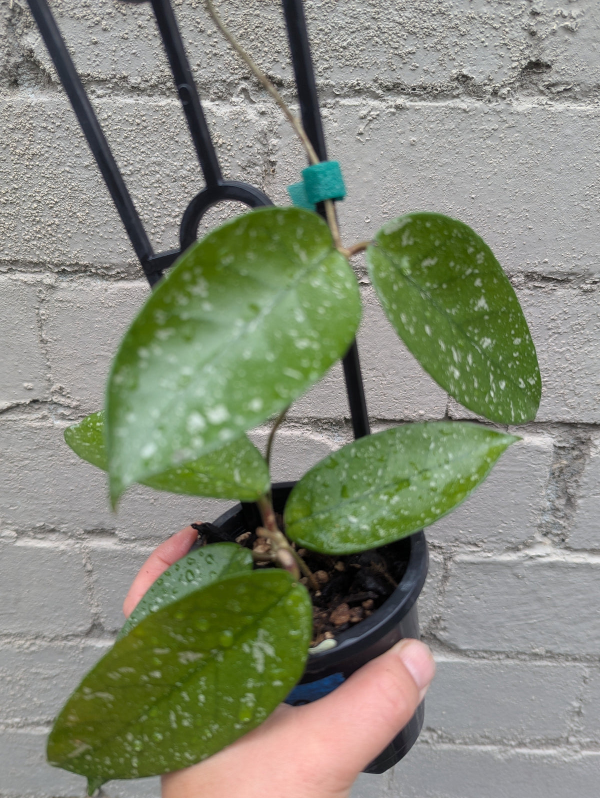 Hoya carnosa 'Starry Night'