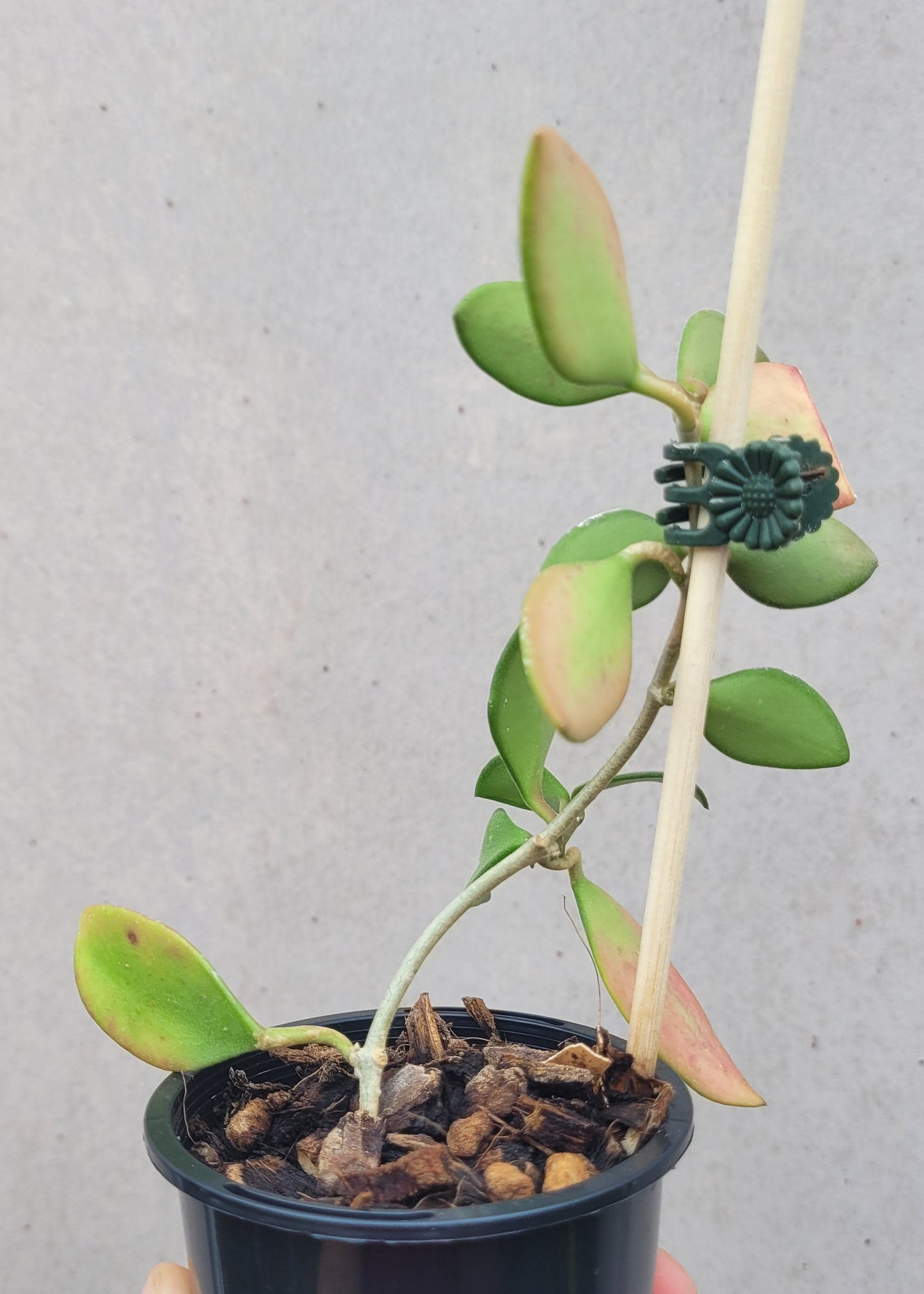 Hoya nummularioides Thailand IML0240