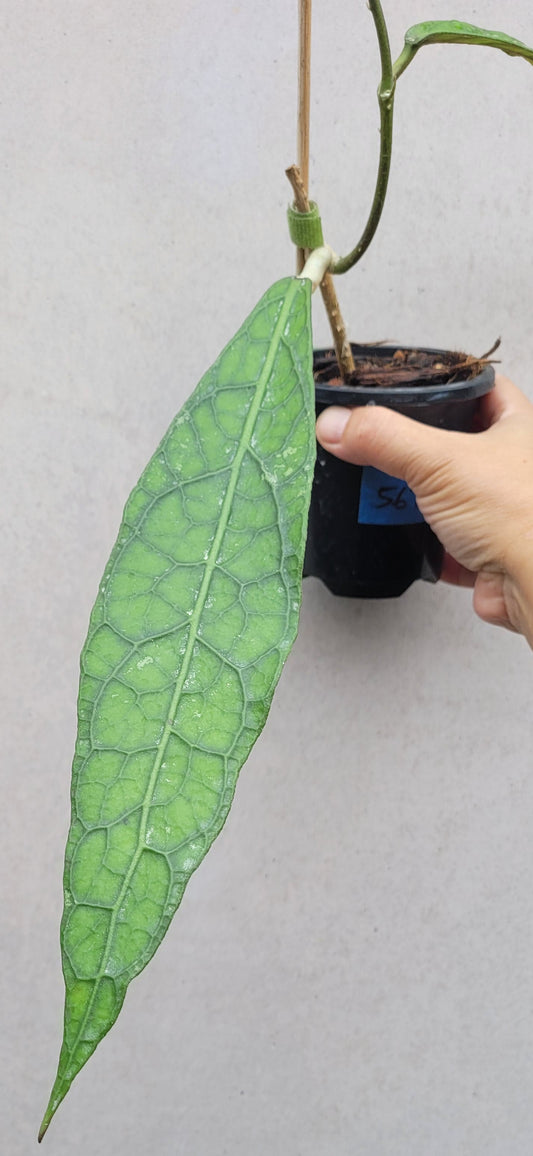 Hoya clemensiorum Sabah IML1752