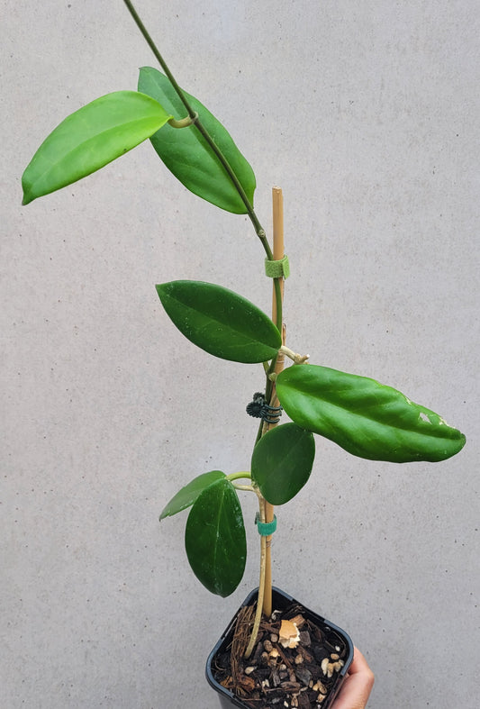 Hoya benitotanii Philippines IML1830