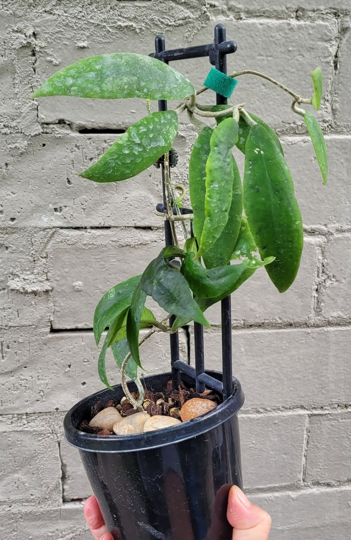 Hoya uncinata ssp padangensis - mature size plant