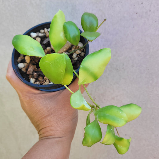 Hoya brevialata Sulawesi IML1216
