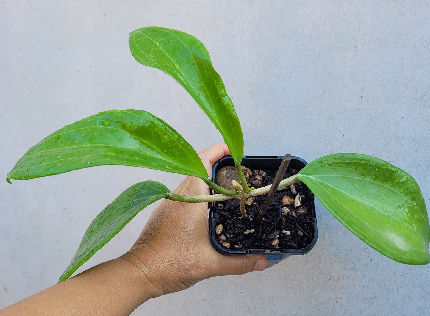 Hoya merrillii Philippines IML0850