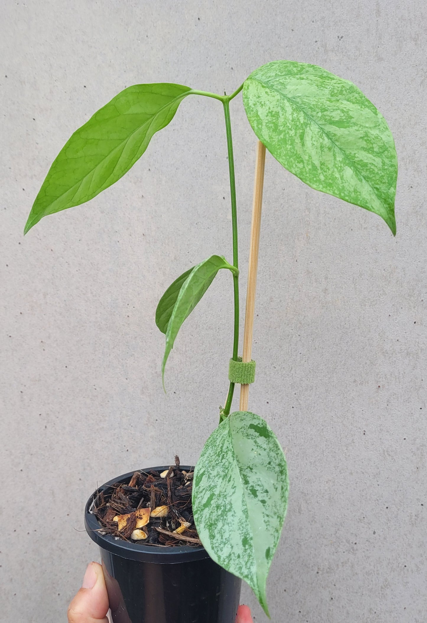 Hoya coriacea 'Silver'