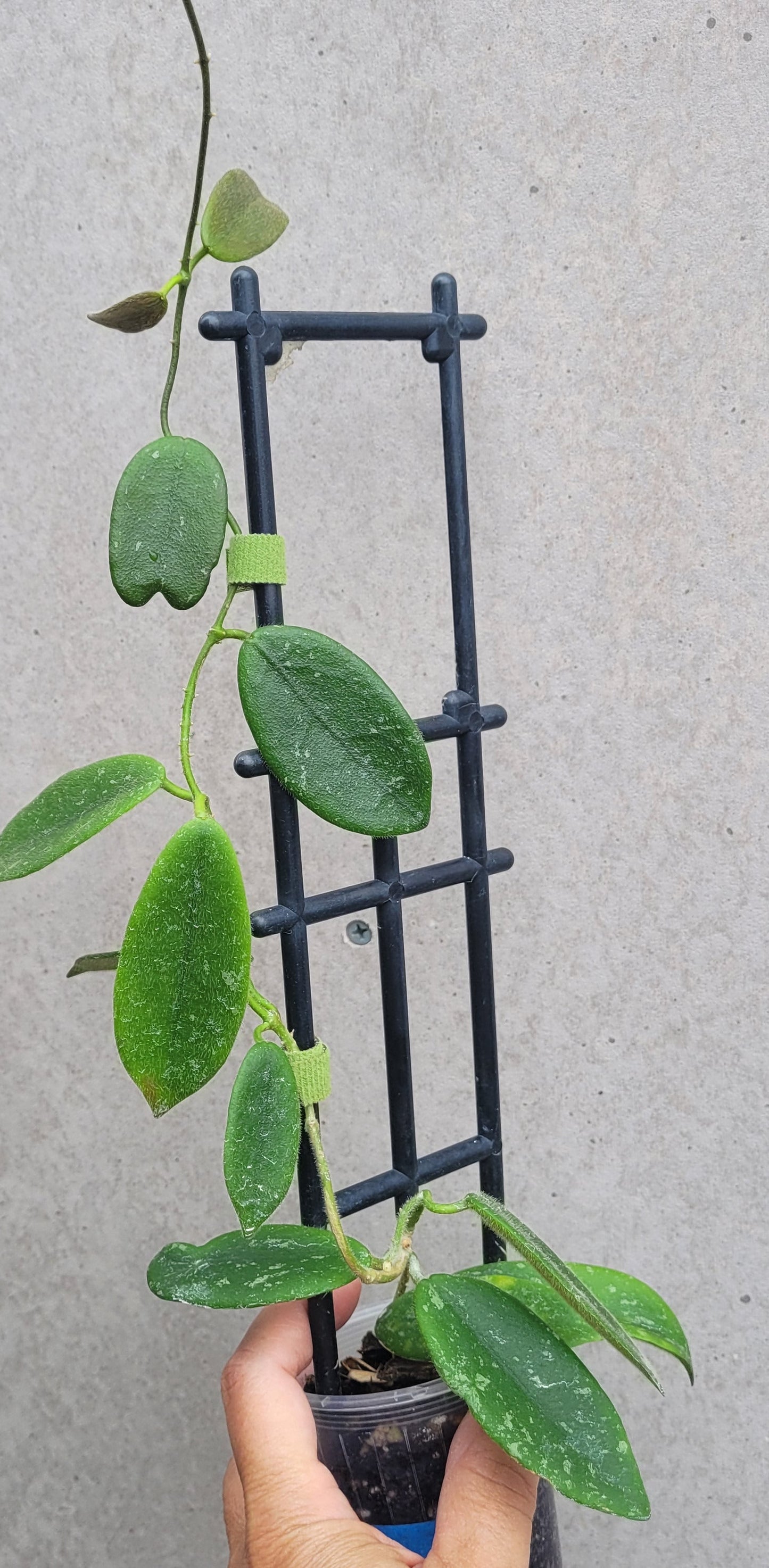 Hoya thomsonii White IML1177