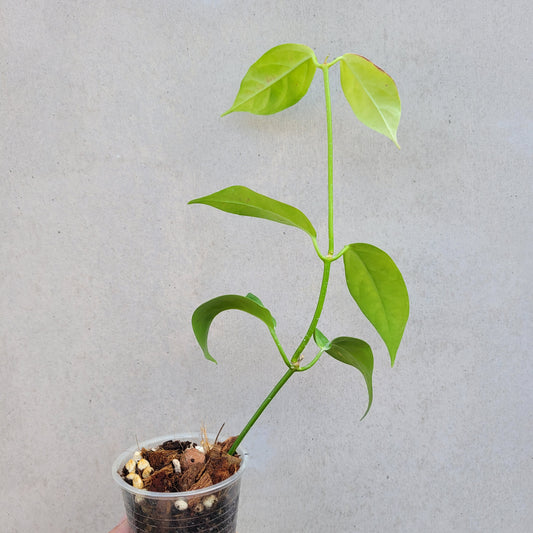 Hoya coriacea Malaysia IML0716