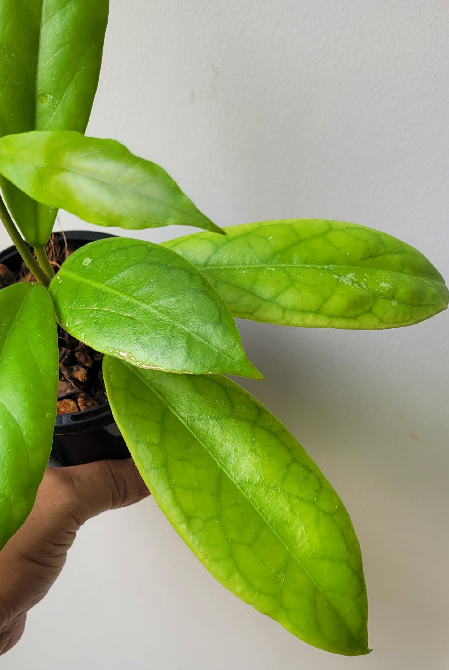 Hoya sp. Estrella Waterfall Philippines IML1627