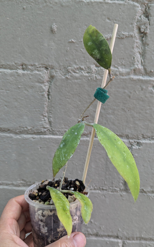 Hoya uncinata ssp padangensis - small established plant
