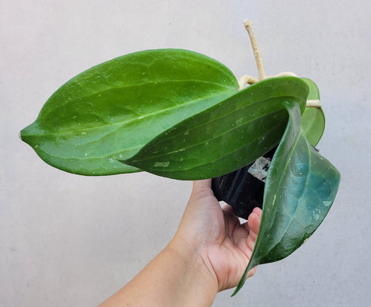 Hoya latifolia West Java IML1181 (formerly h. tjadasmalangensis)