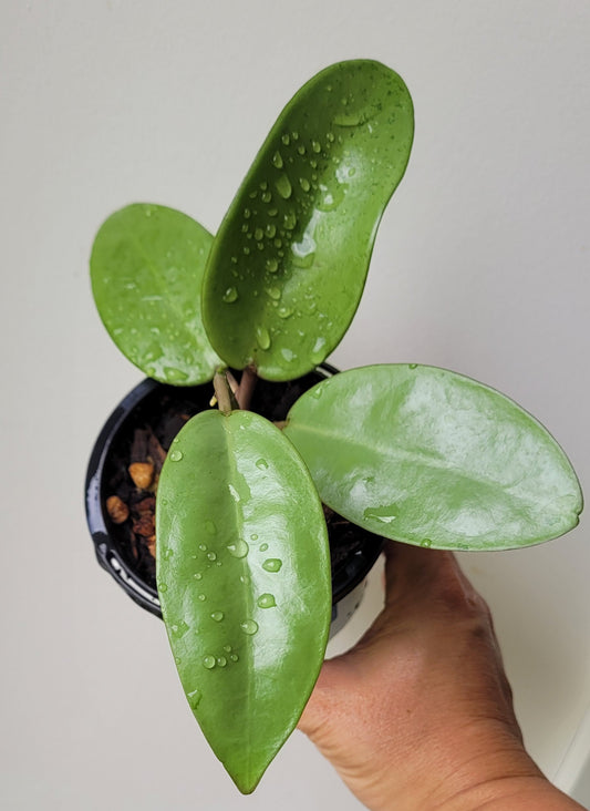 Hoya 'Silver Dollar' (MB1405-AG)