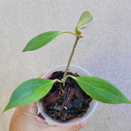 Hoya chunii IML1134 (chuniana) PNG