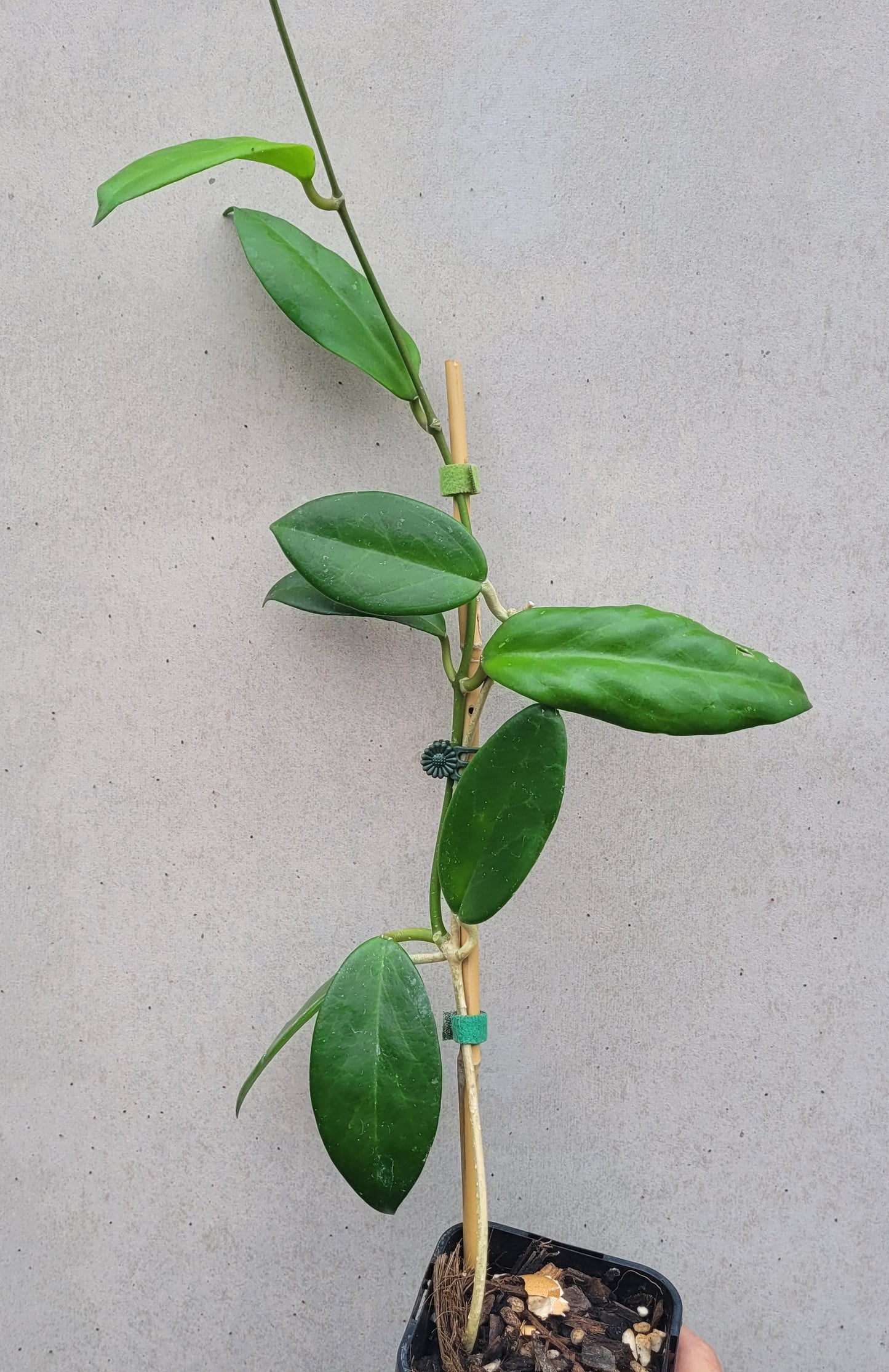 Hoya benitotanii Philippines IML1830