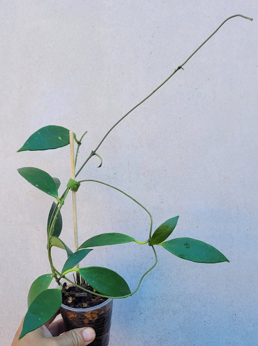 Hoya micrantha India IML0100