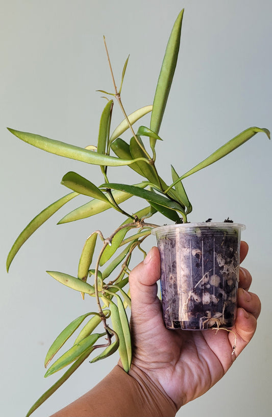 Hoya aff. kentiana Philippines IML0834 (angustifolia) Double planted