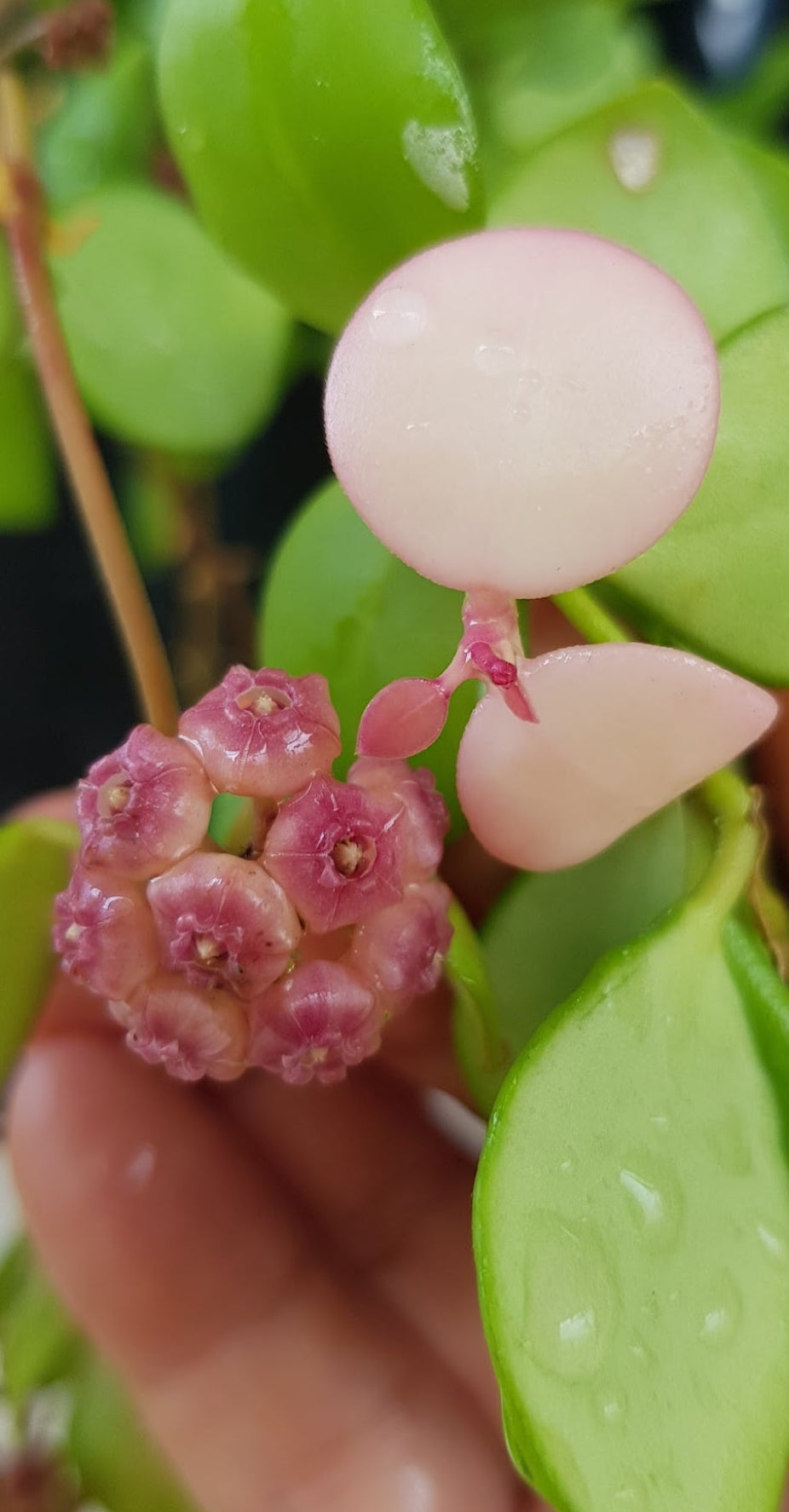 Hoya heuschkeliana pink (multiplanted)