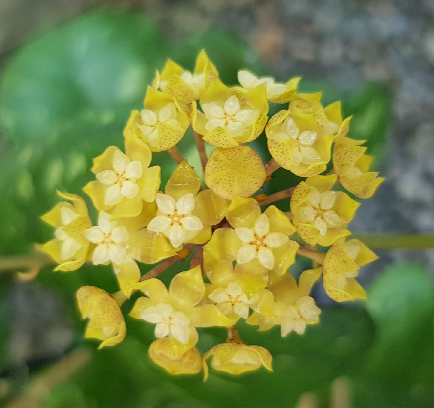 Hoya deykeae Sumatra IML1185
